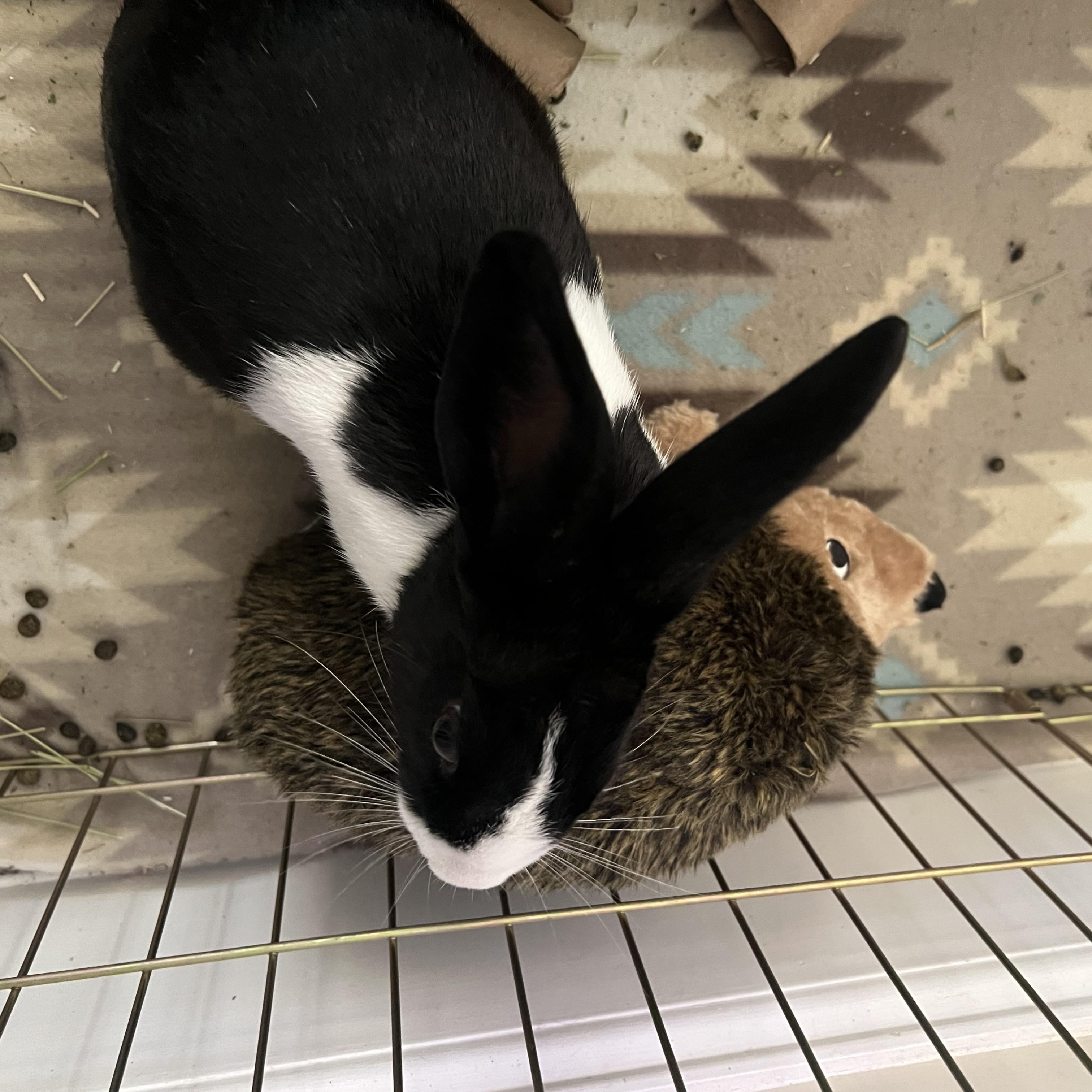 Enlarge Rumi, an adopted Dutch in Huntsville, AL image 4/5