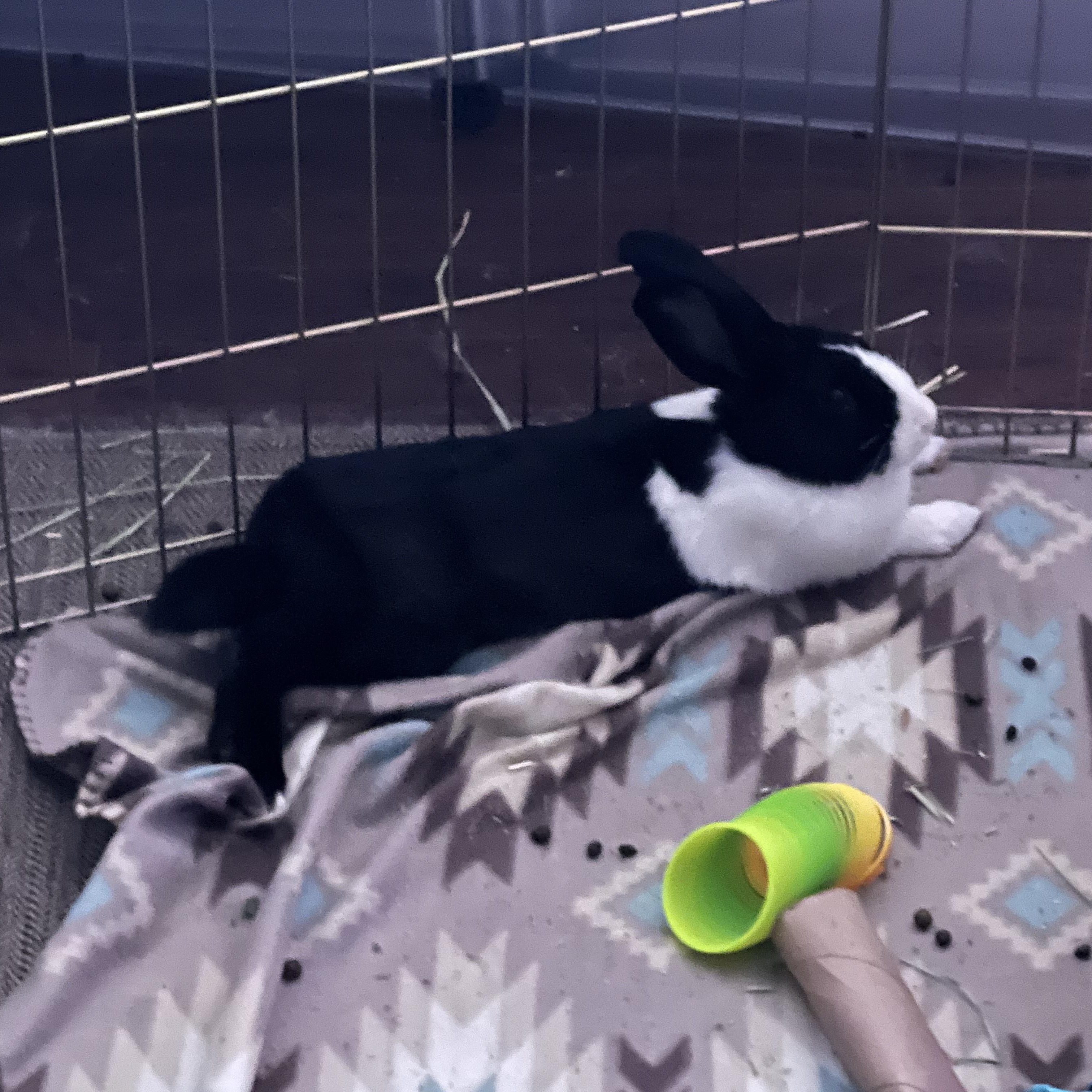 Enlarge Rumi, an adopted Dutch in Huntsville, AL image 5/5