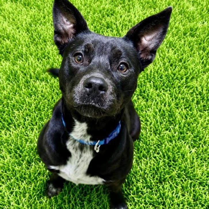 Athena, ADOPTABLE, Young Female Pit Bull Terrier.