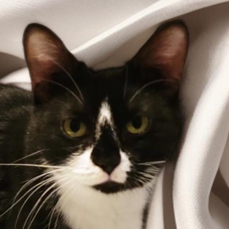 Boots, a Adoptable Tuxedo in OVERLAND PARK, KS image 1/4