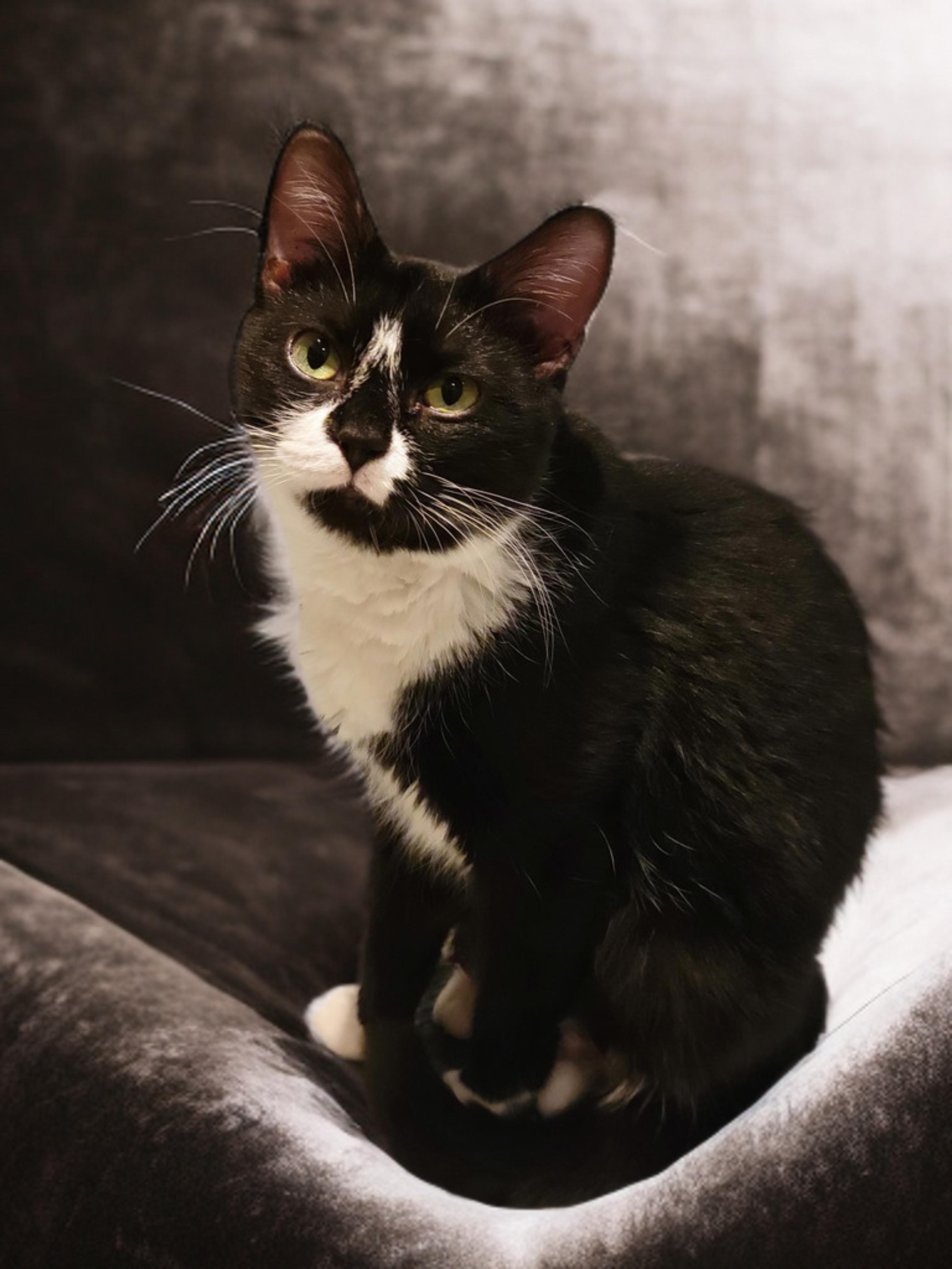 Boots, a Adoptable Tuxedo in OVERLAND PARK, KS image 2/4