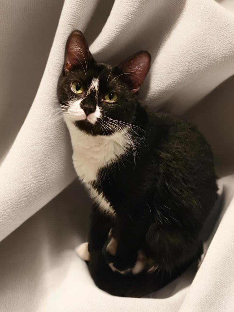 Boots, a Adoptable Tuxedo in OVERLAND PARK, KS image 4/4