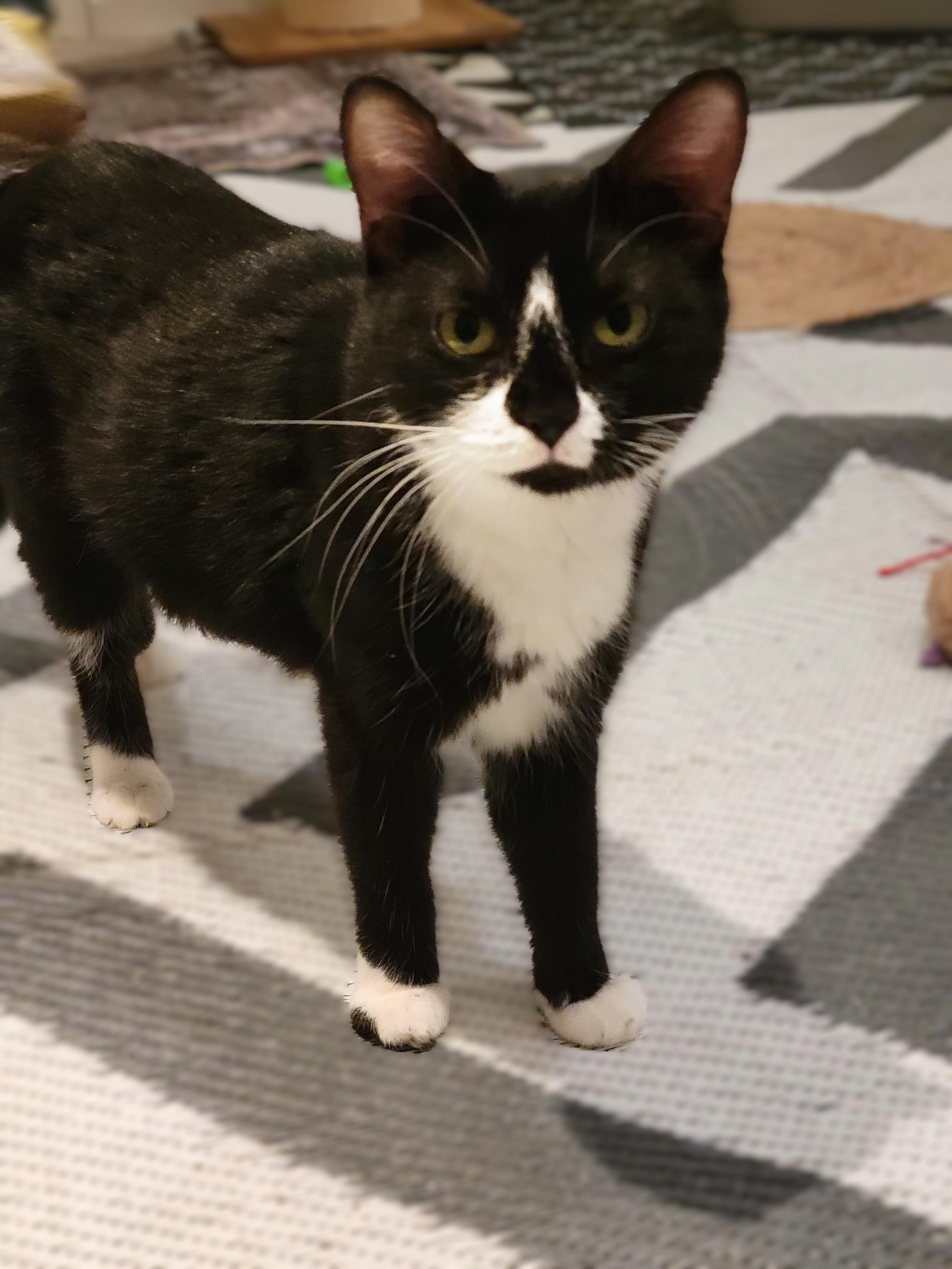 Boots, a Adoptable Tuxedo in OVERLAND PARK, KS image 3/4