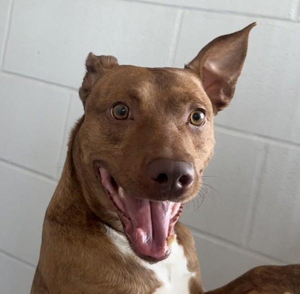 Henny, a Adoptable mixed breed in Golden, CO image 1/4