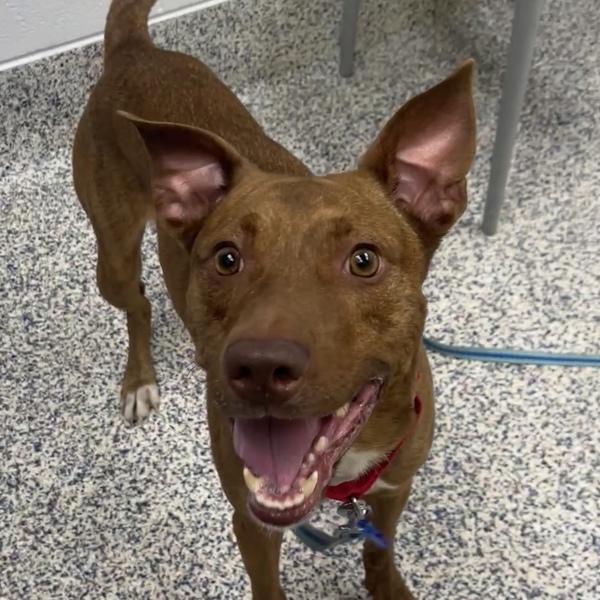 Henny, a Adoptable mixed breed in Golden, CO image 2/4