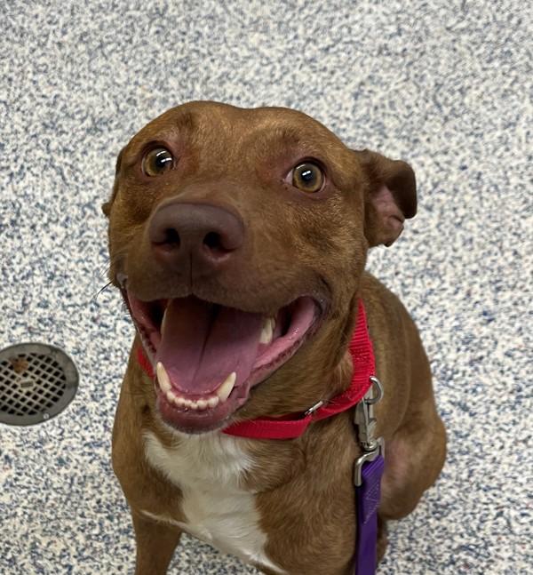 Henny, a Adoptable mixed breed in Golden, CO image 3/4