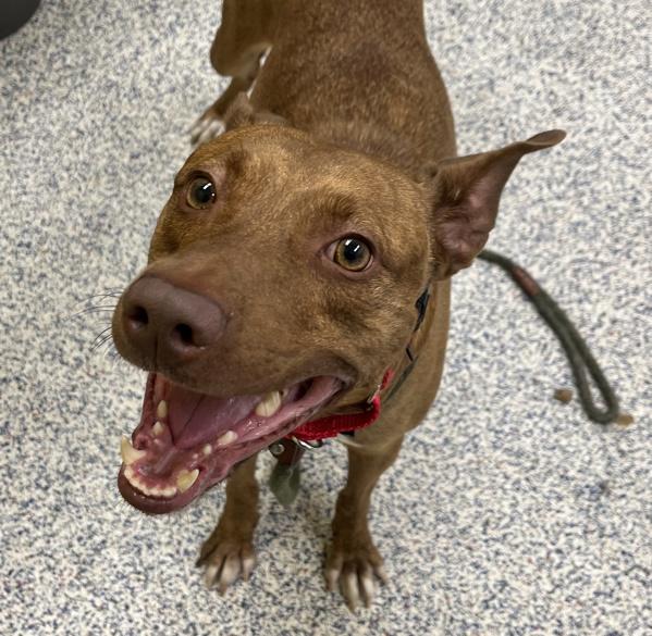Henny, a Adoptable mixed breed in Golden, CO image 4/4