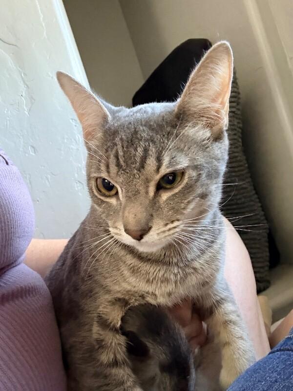 Enlarge Blossom - Powerpuff Litter, a Adoptable Tabby in Anthem, AZ image 2/6