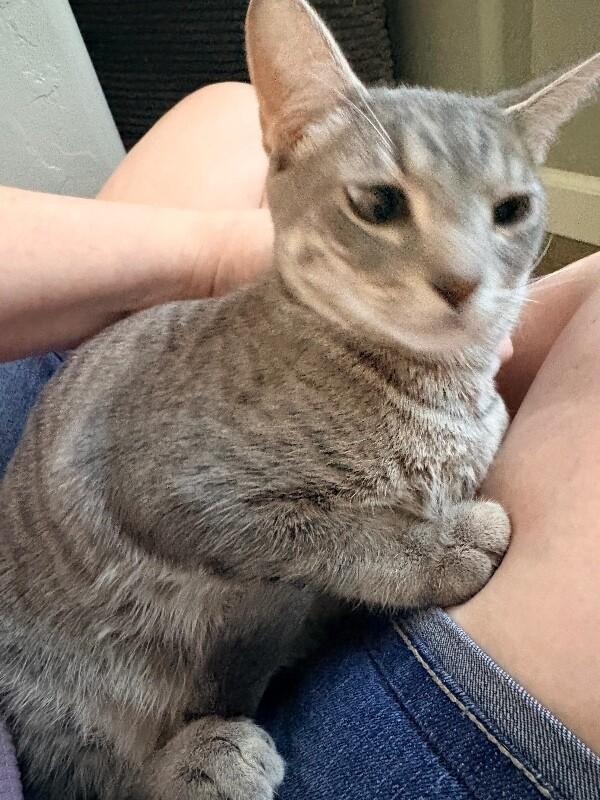 Enlarge Blossom - Powerpuff Litter, a Adoptable Tabby in Anthem, AZ image 3/6