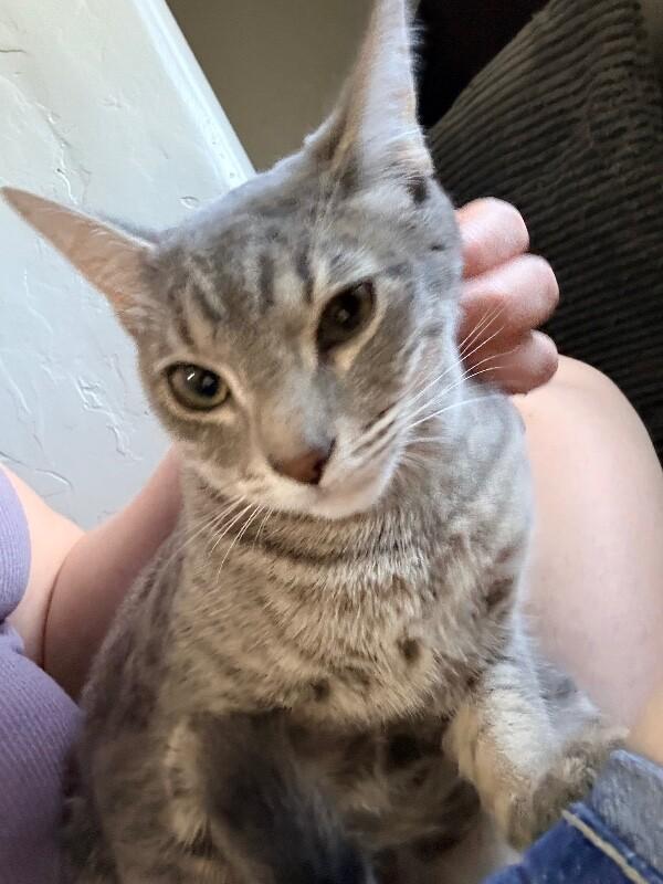 Enlarge Blossom - Powerpuff Litter, a Adoptable Tabby in Anthem, AZ image 4/6