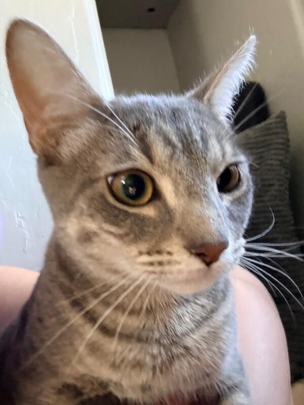Enlarge Blossom - Powerpuff Litter, a Adoptable Tabby in Anthem, AZ image 5/6