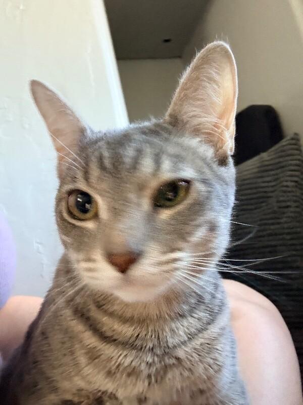 Enlarge Blossom - Powerpuff Litter, a Adoptable Tabby in Anthem, AZ image 6/6