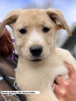 PJ, ADOPTABLE, Puppy Female Labrador Retriever & Shepherd.