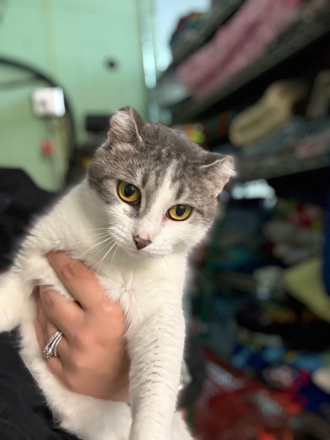 Buns, adopted, Adult Female Domestic Short Hair.