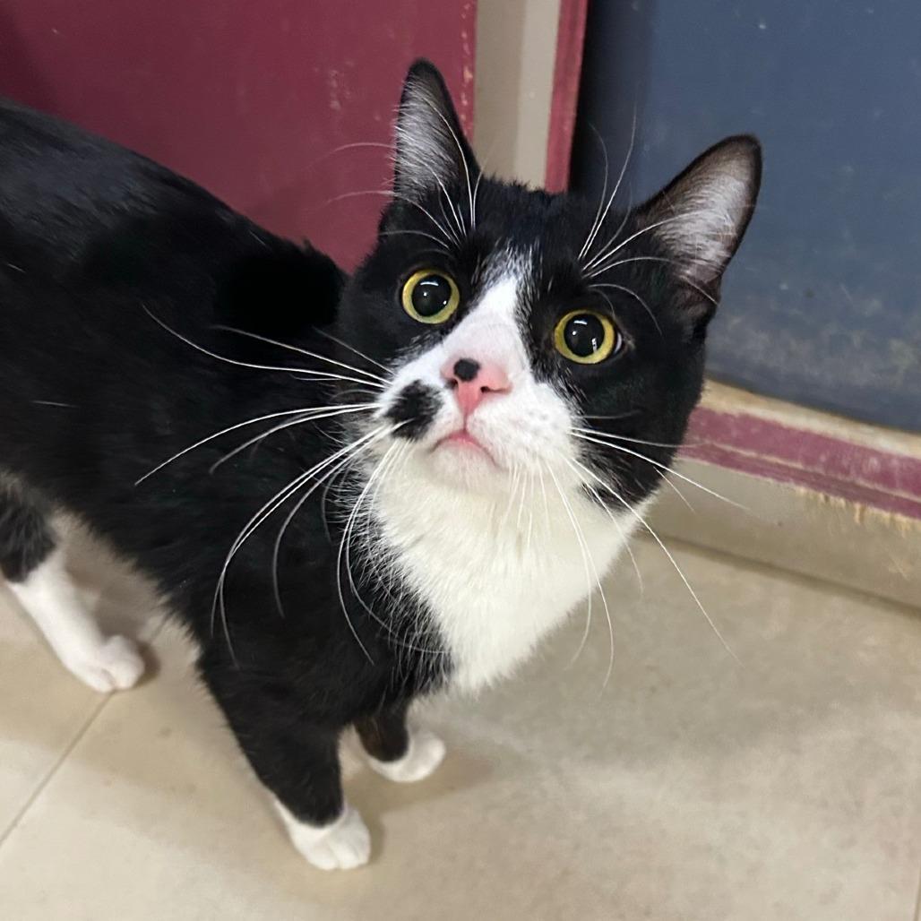 Enlarge Ozzy, a Adoptable Domestic Short Hair in Pontiac, IL image 2/3