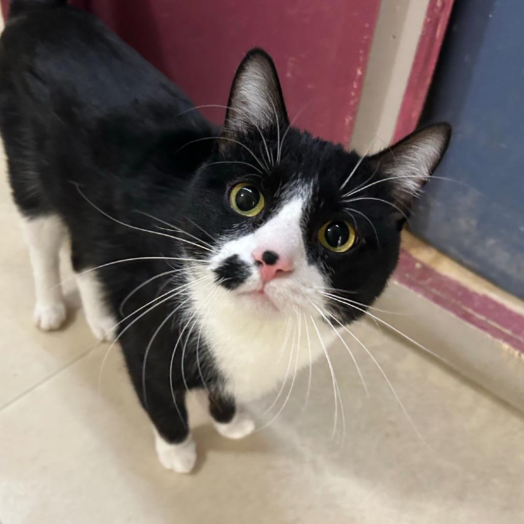 Enlarge Ozzy, a Adoptable Domestic Short Hair in Pontiac, IL image 3/3