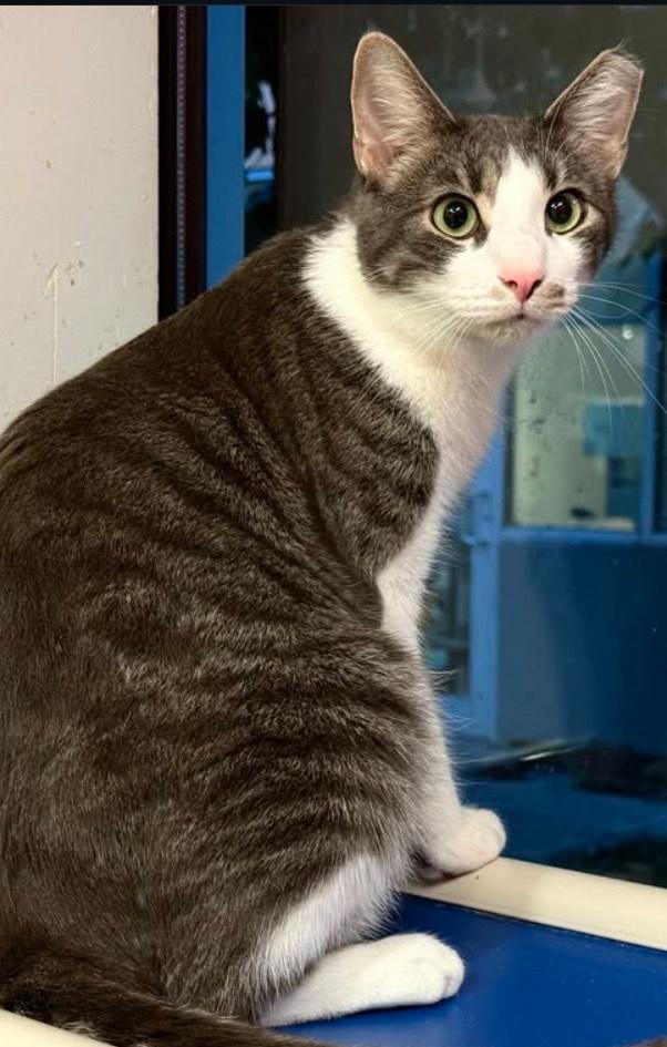 Crackers, Adopted, Young Male Domestic Short Hair.