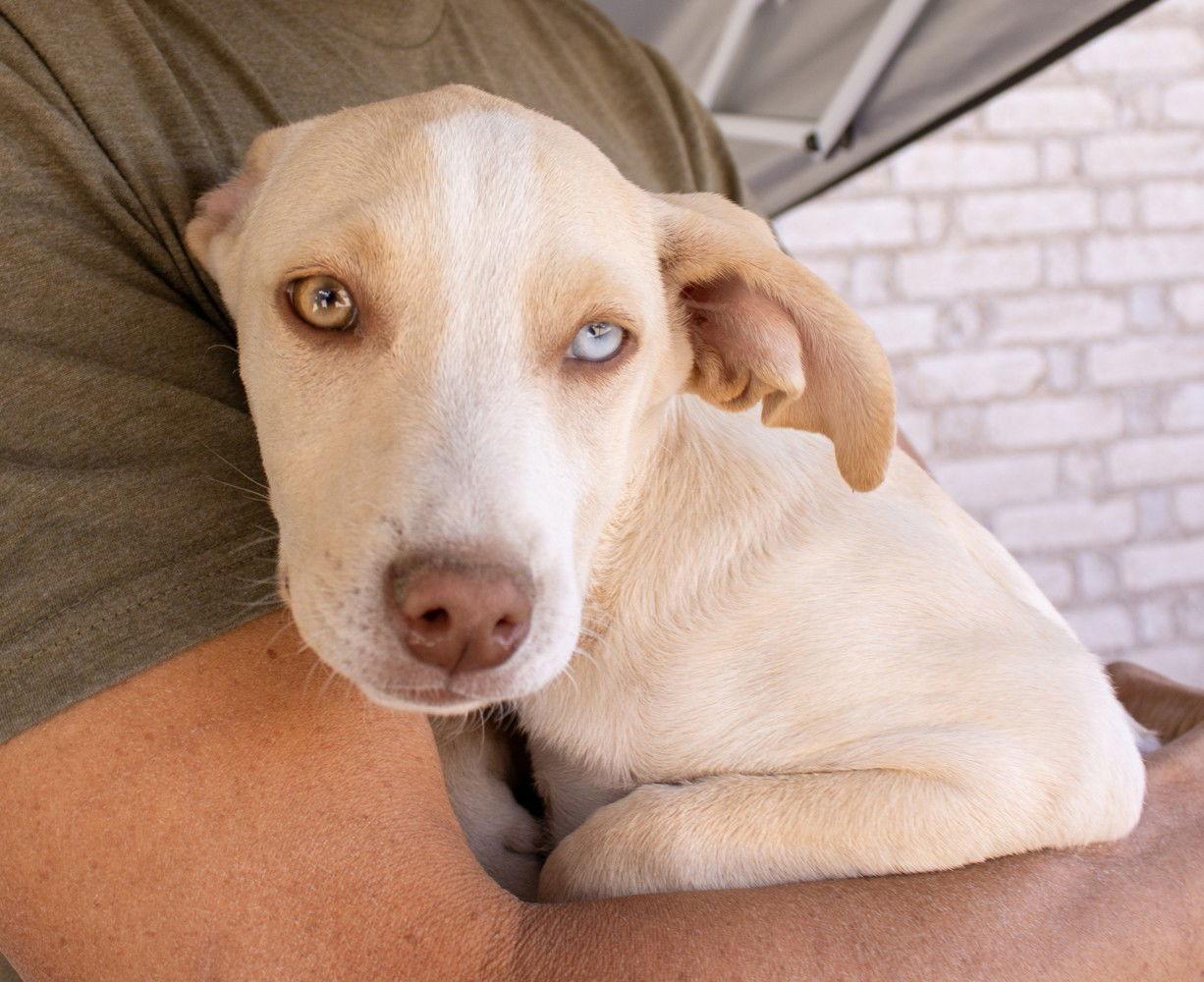 Enlarge Bambi, a Adoptable mixed breed in Williamsburg, NM image 1/2