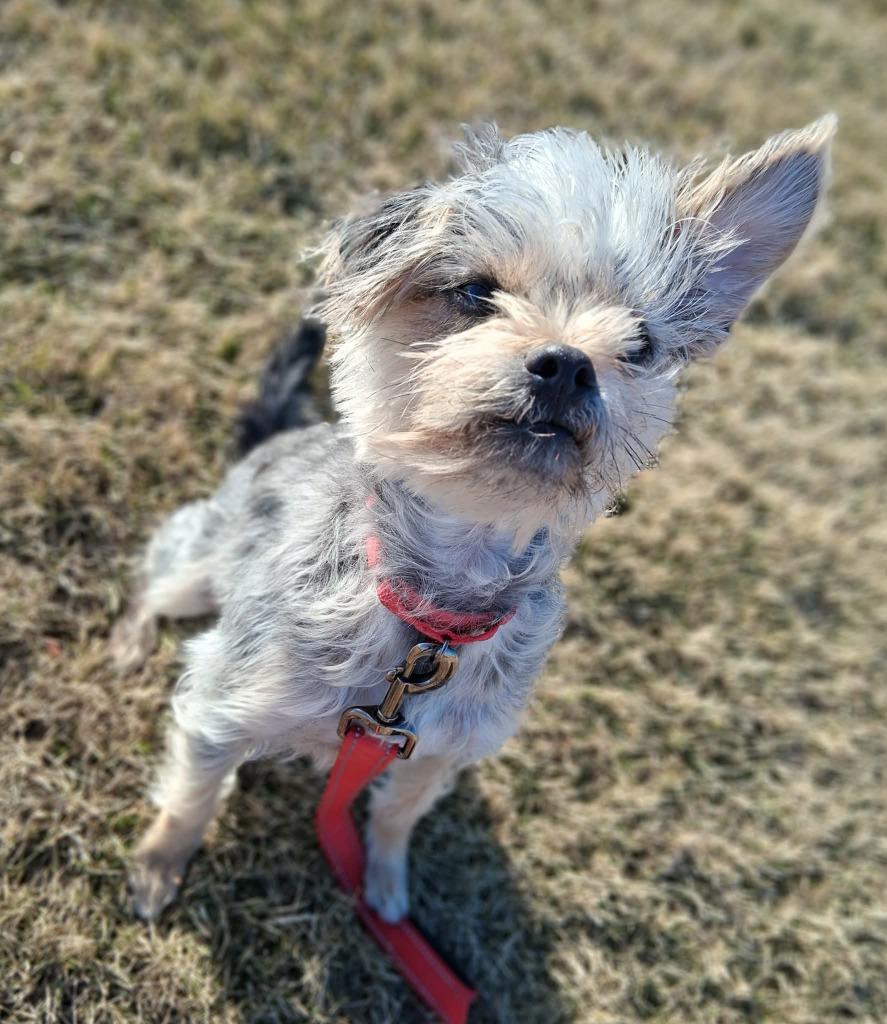 Elwood — thumbnail 6