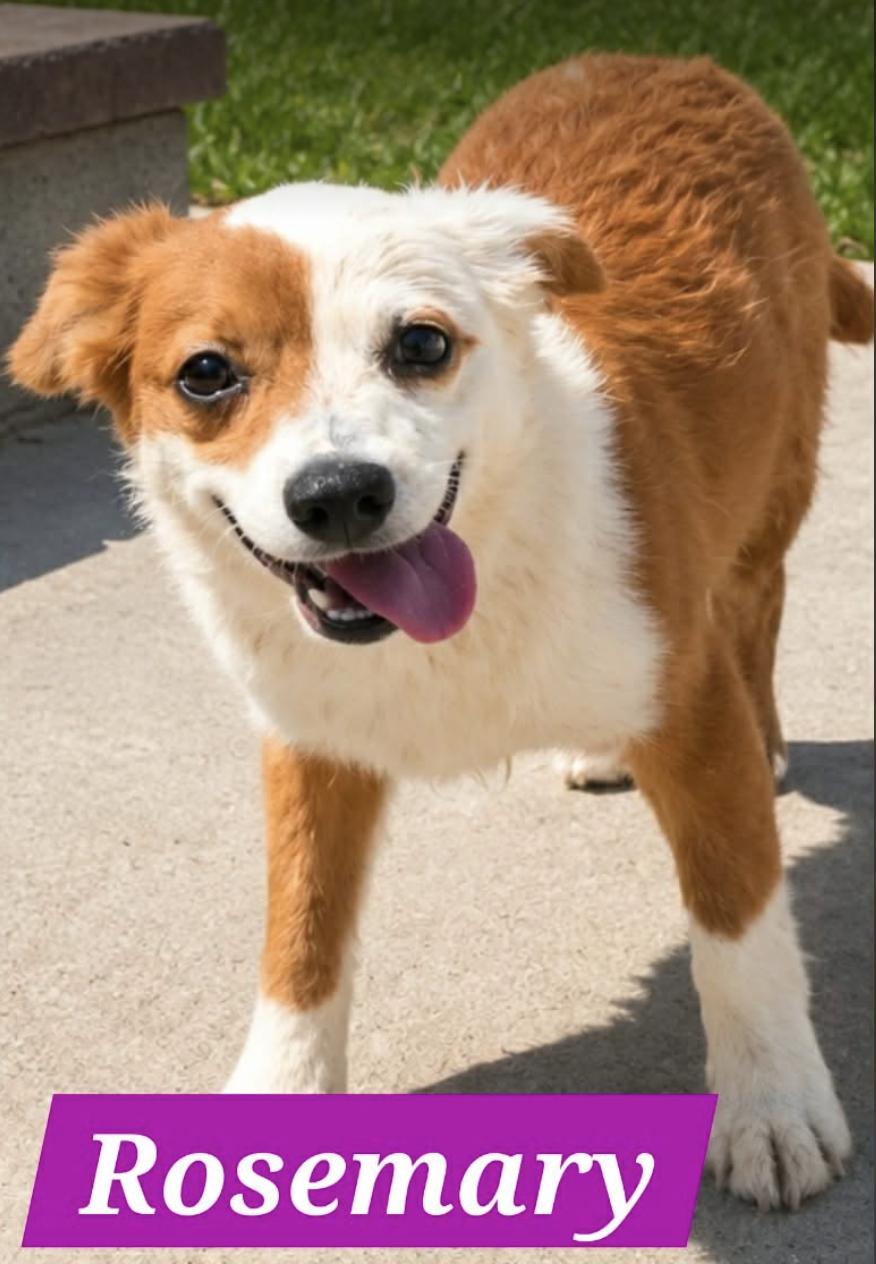 Rosemary - Foster Needed - photo 1