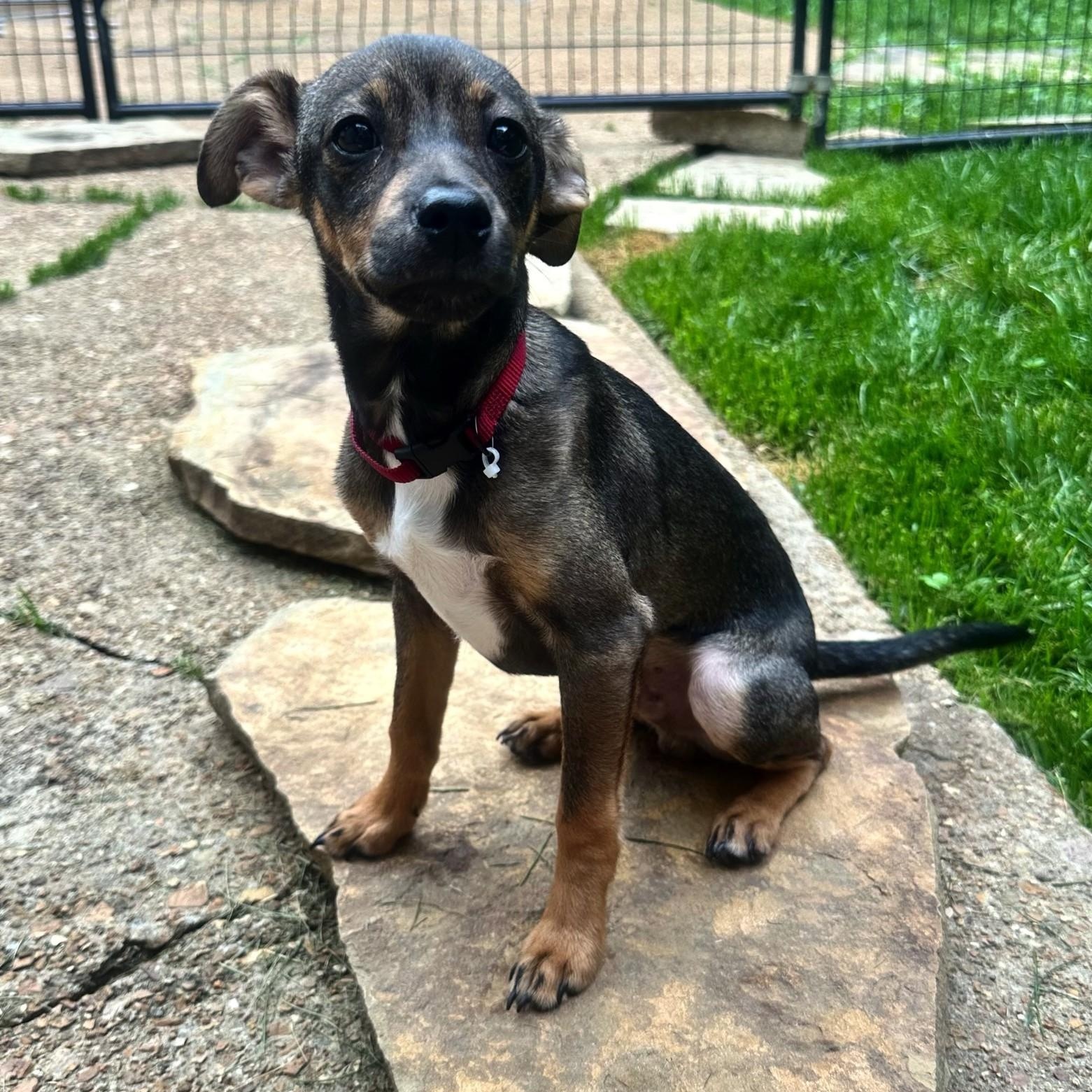 Lucas, a Adoptable mixed breed in High Ridge, MO image 2/2