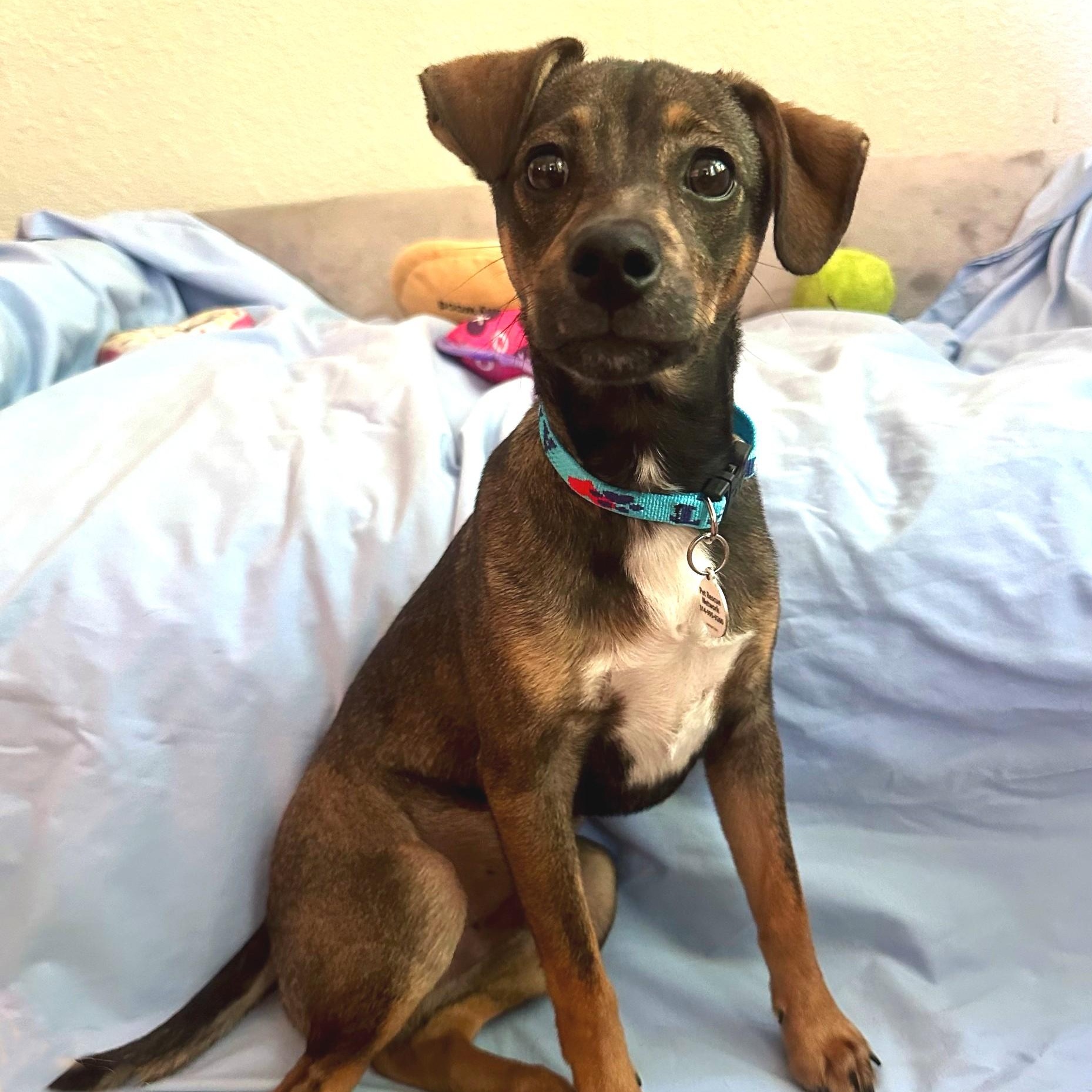 Lucas, a Adoptable mixed breed in High Ridge, MO image 1/5