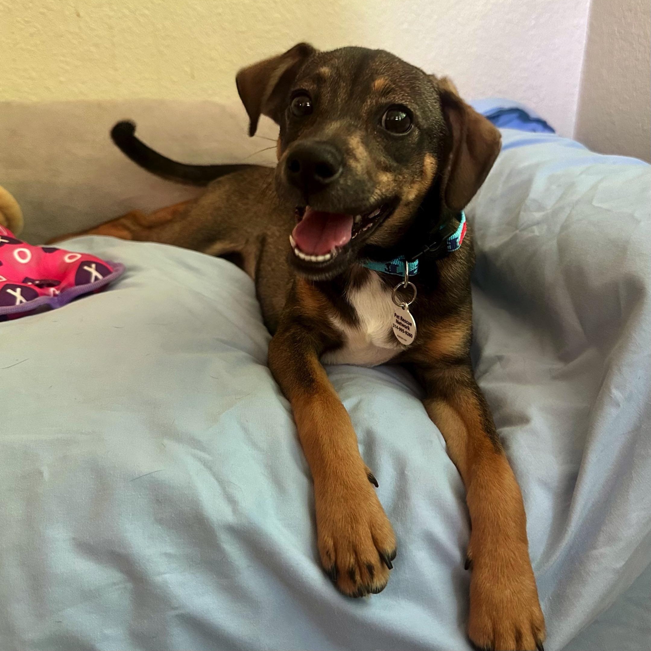 Lucas, a Adoptable mixed breed in High Ridge, MO image 3/5