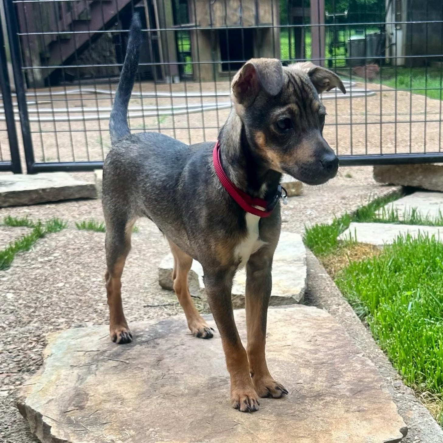 Lucas, Adoptable, Puppy Male Miniature Pinscher & Rat Terrier.