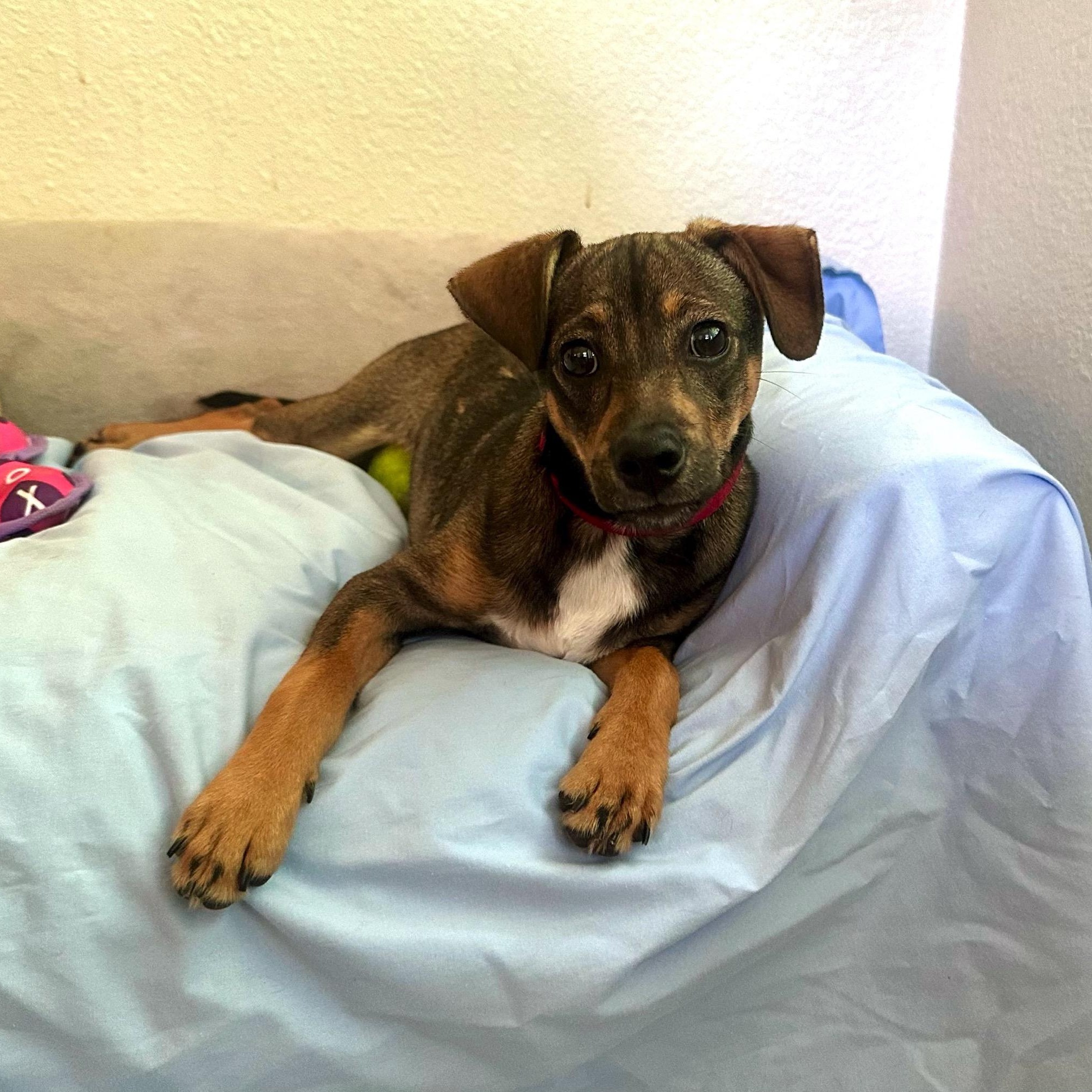 Lucas, a Adoptable mixed breed in High Ridge, MO image 5/5