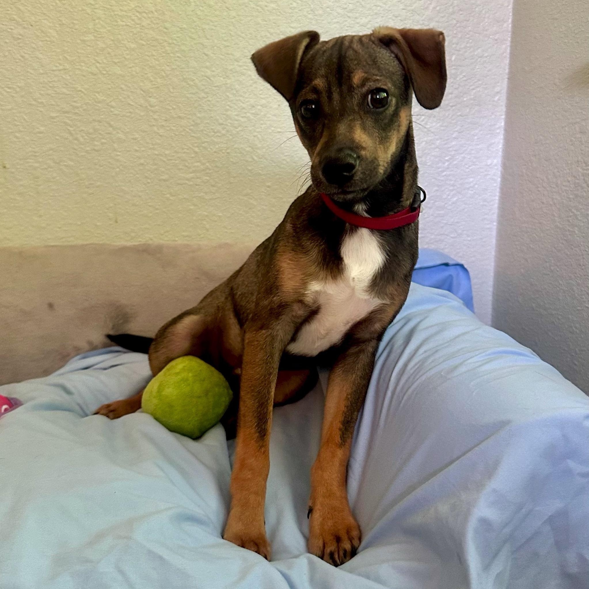 Lucas, a Adoptable mixed breed in High Ridge, MO image 4/5