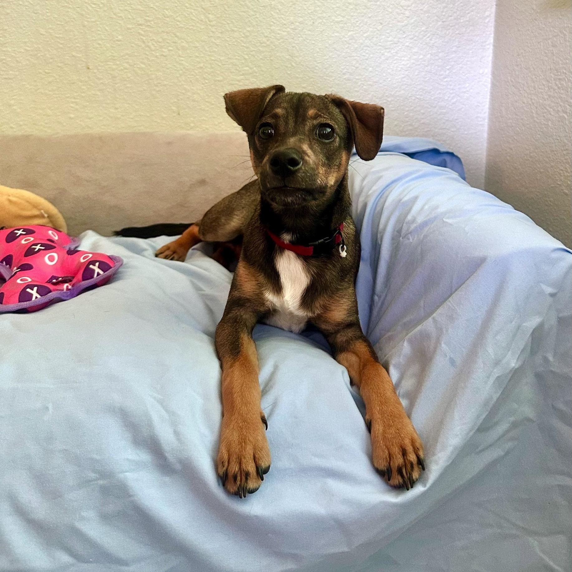 Lucas, a Adoptable mixed breed in High Ridge, MO image 2/5