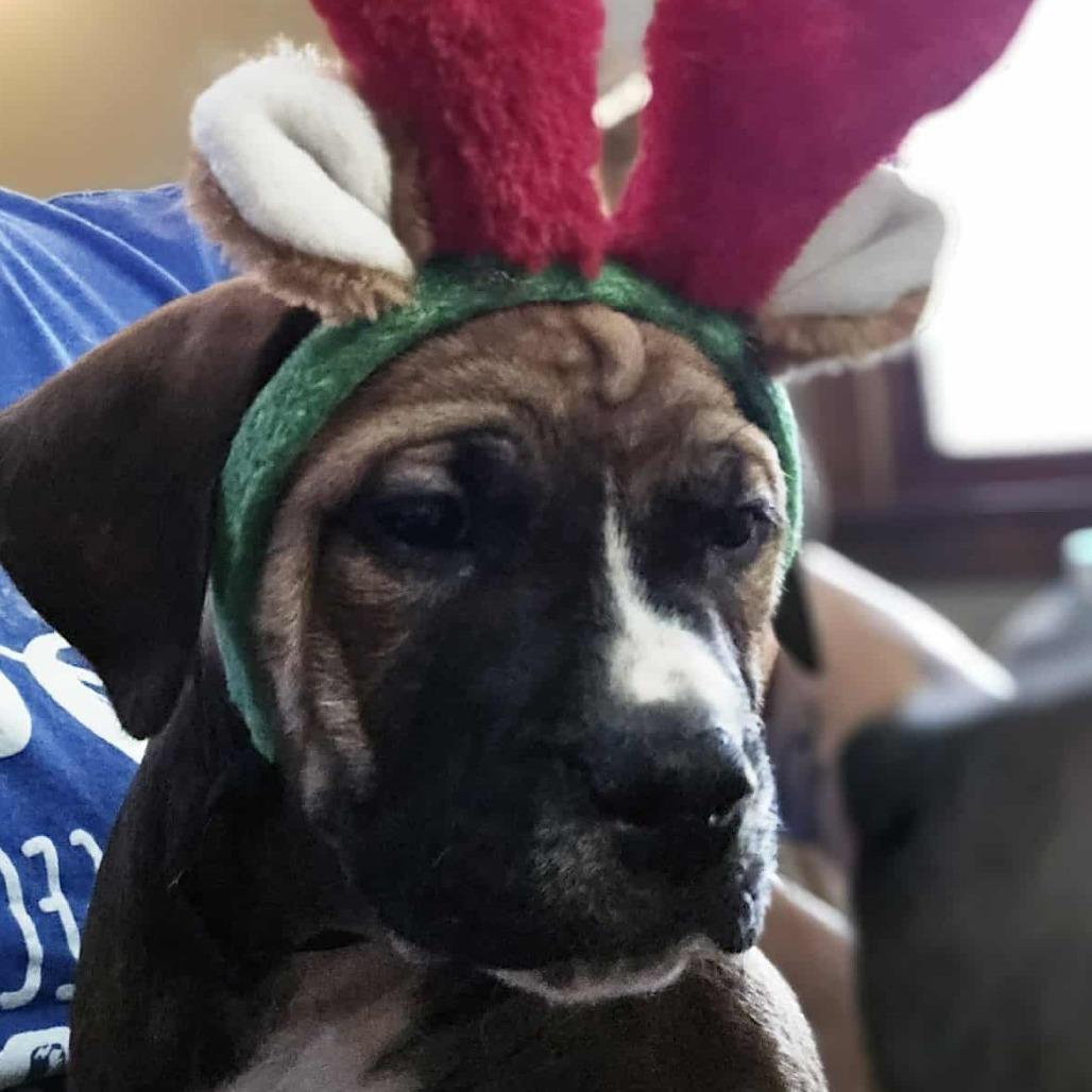 Cousin Eddie, a Adoptable mixed breed in Olathe, KS image 1/3