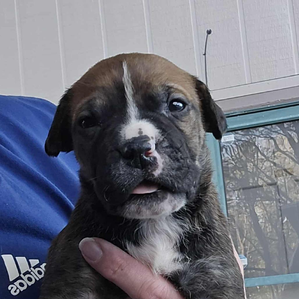 Cousin Eddie, a Adoptable mixed breed in Olathe, KS image 2/3