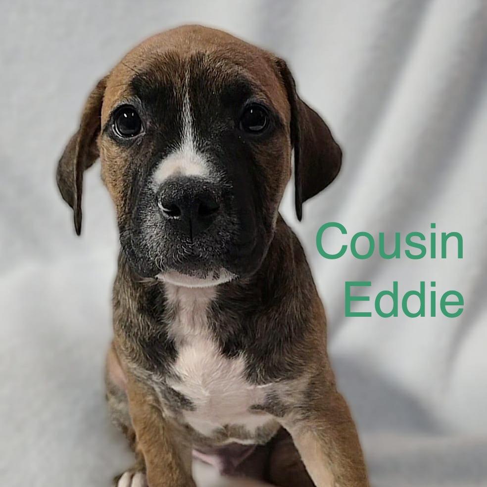 Cousin Eddie, a Adoptable mixed breed in Olathe, KS image 3/3