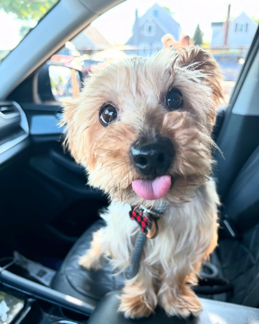 Meech, ADOPTABLE, Senior Male Yorkie Poo.