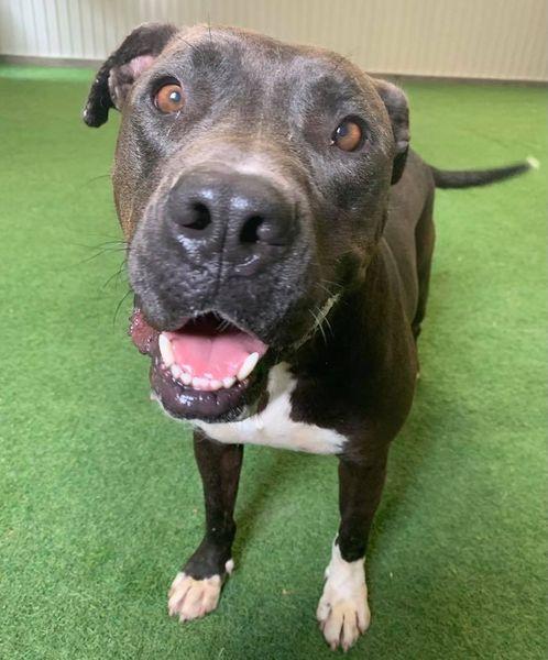 Sweetie, Adoptable, Senior Female Pit Bull Terrier & American Staffordshire Terrier.