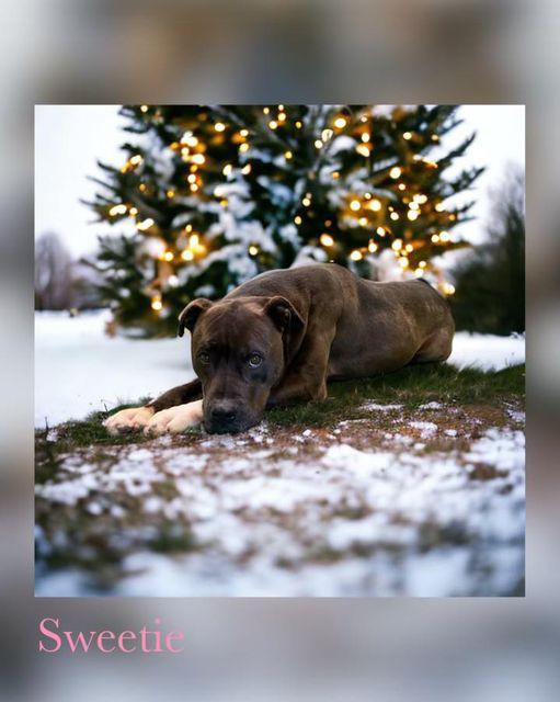 Enlarge Sweetie, a Adoptable mixed breed in San Angelo , TX image 2/6