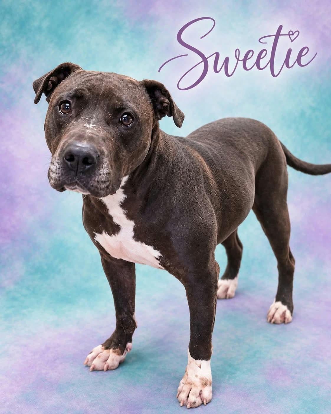 Enlarge Sweetie, a Adoptable mixed breed in San Angelo , TX image 3/6