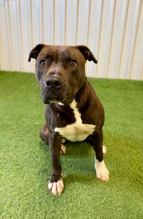 Enlarge Sweetie, a Adoptable mixed breed in San Angelo , TX image 4/6