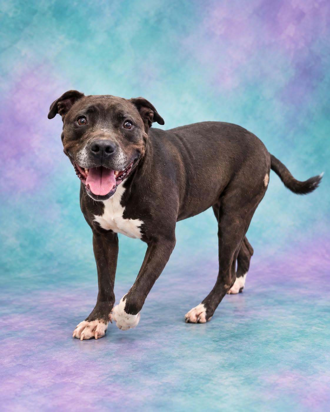 Enlarge Sweetie, a Adoptable mixed breed in San Angelo , TX image 5/6