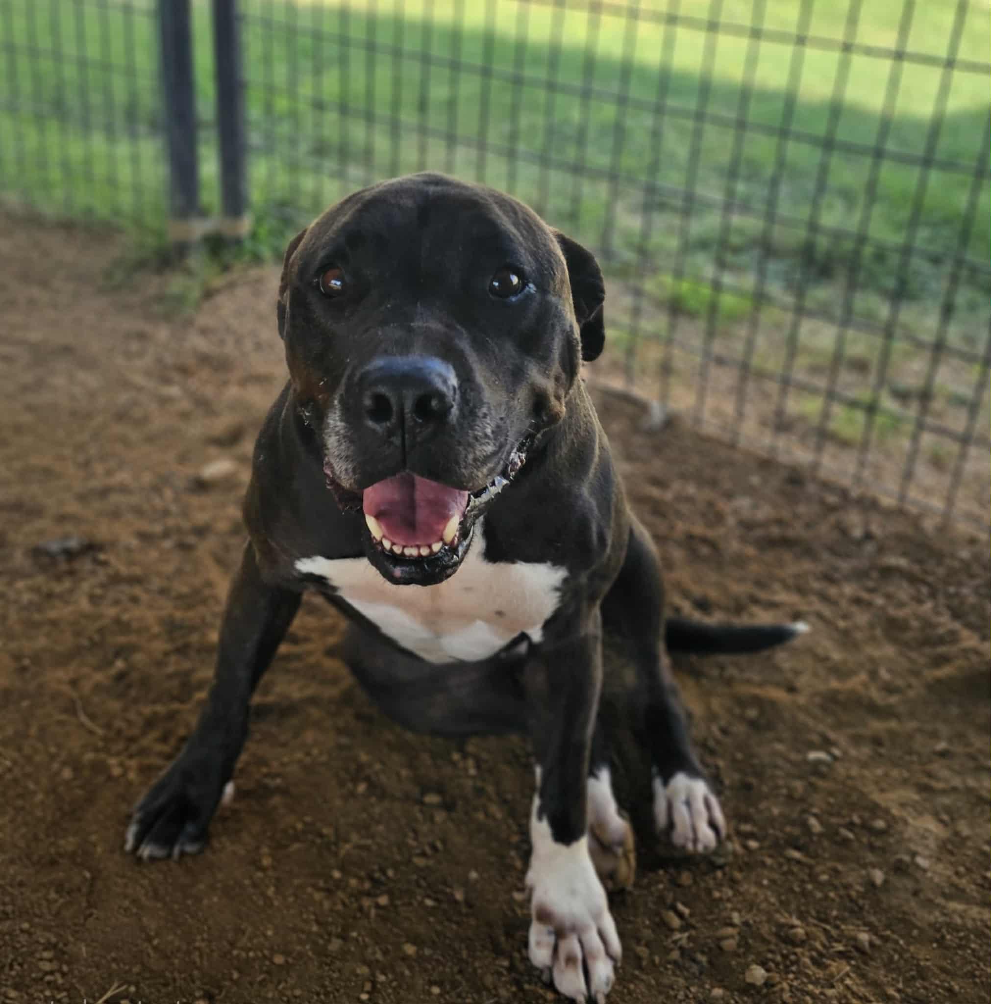Enlarge Sweetie, a Adoptable mixed breed in San Angelo , TX image 6/6