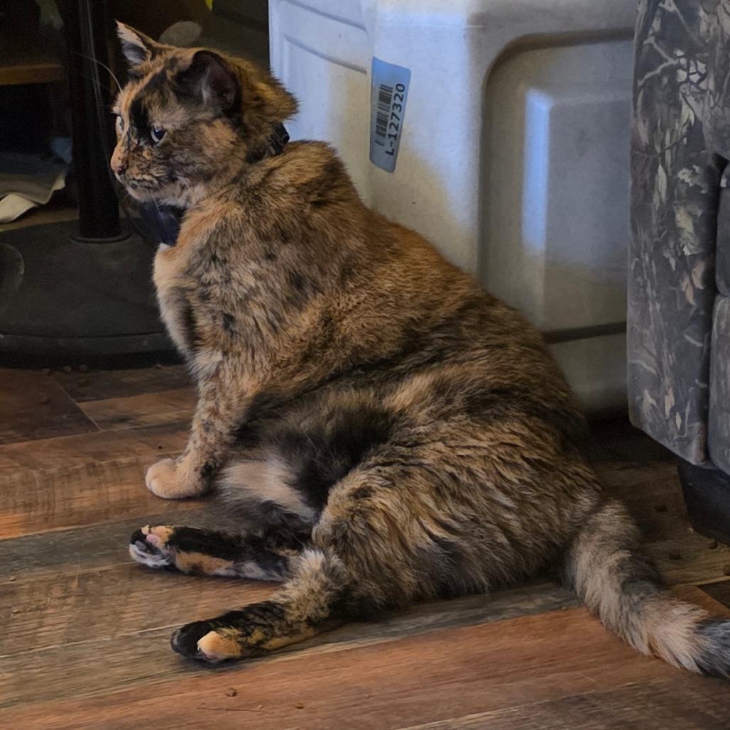 Ms Kitty photo