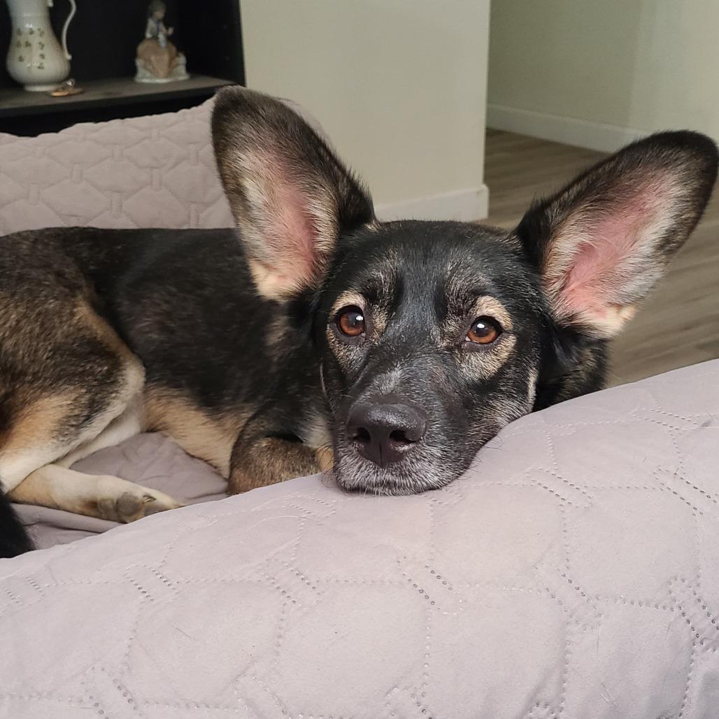 Enlarge Eclipse, a Adoptable mixed breed in Southington, OH image 1/6