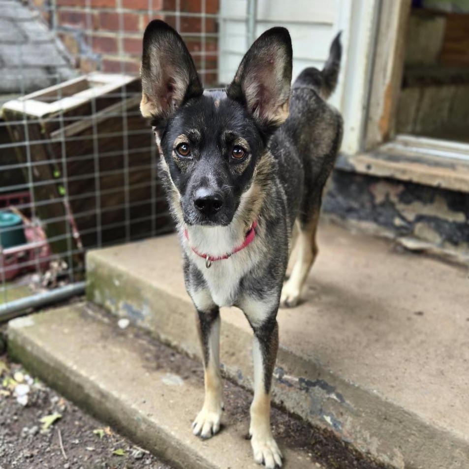 Enlarge Eclipse, a Adoptable mixed breed in Southington, OH image 2/6