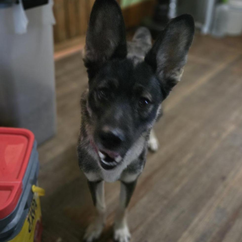 Enlarge Eclipse, a Adoptable mixed breed in Southington, OH image 3/6