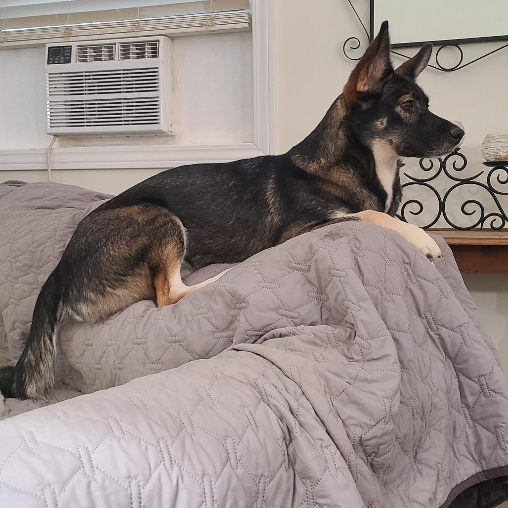 Enlarge Eclipse, a Adoptable mixed breed in Southington, OH image 4/6