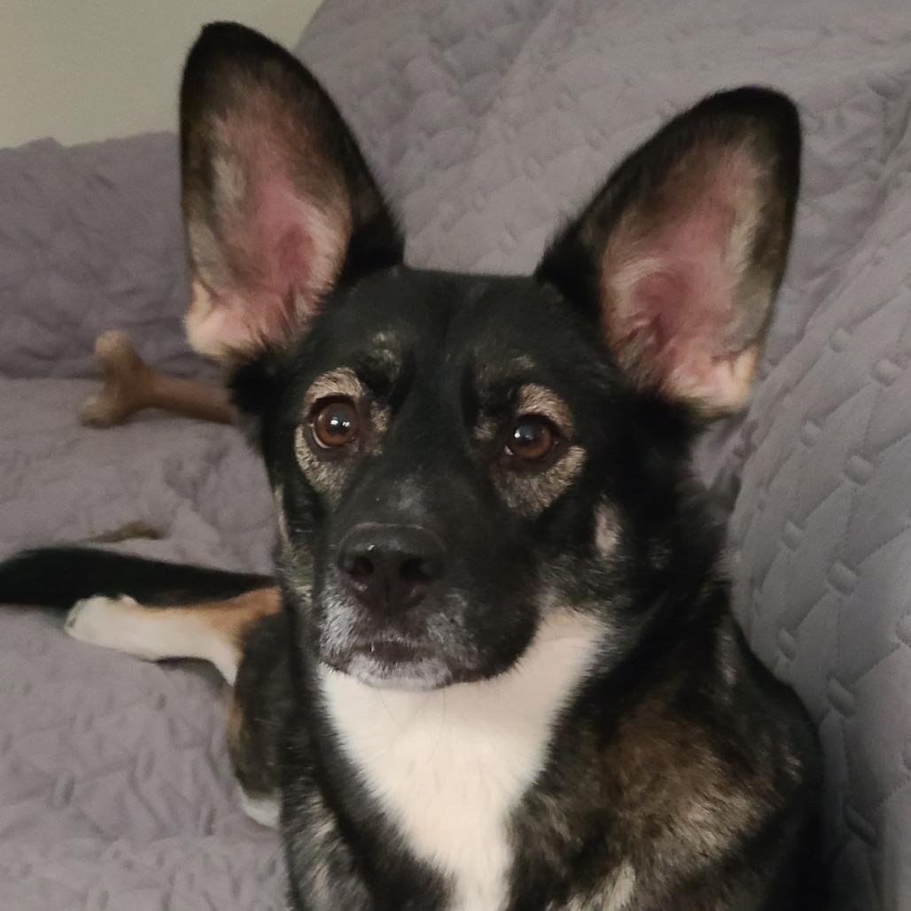 Enlarge Eclipse, a Adoptable mixed breed in Southington, OH image 5/6