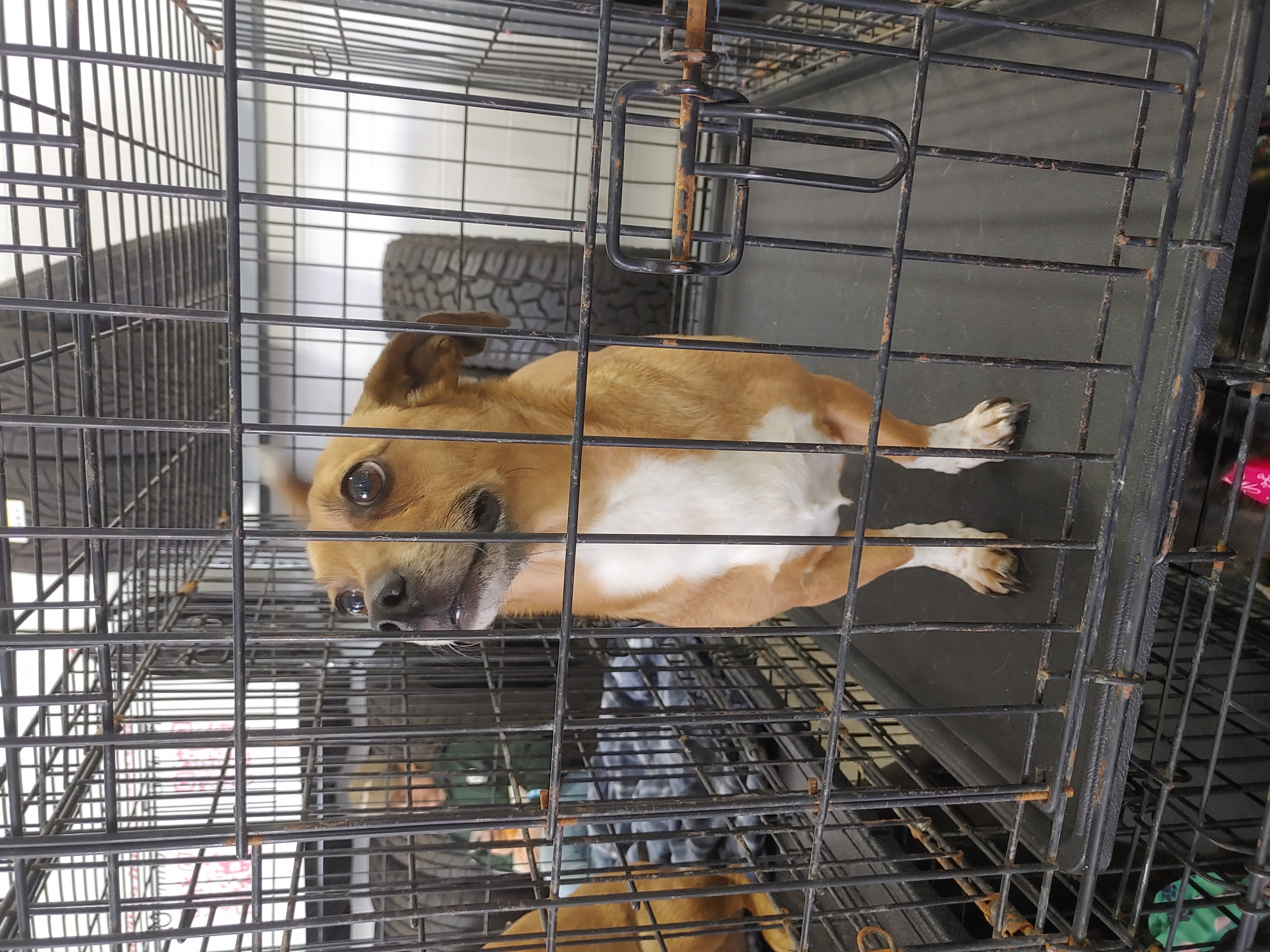 Dodger (Odis) — thumbnail 2