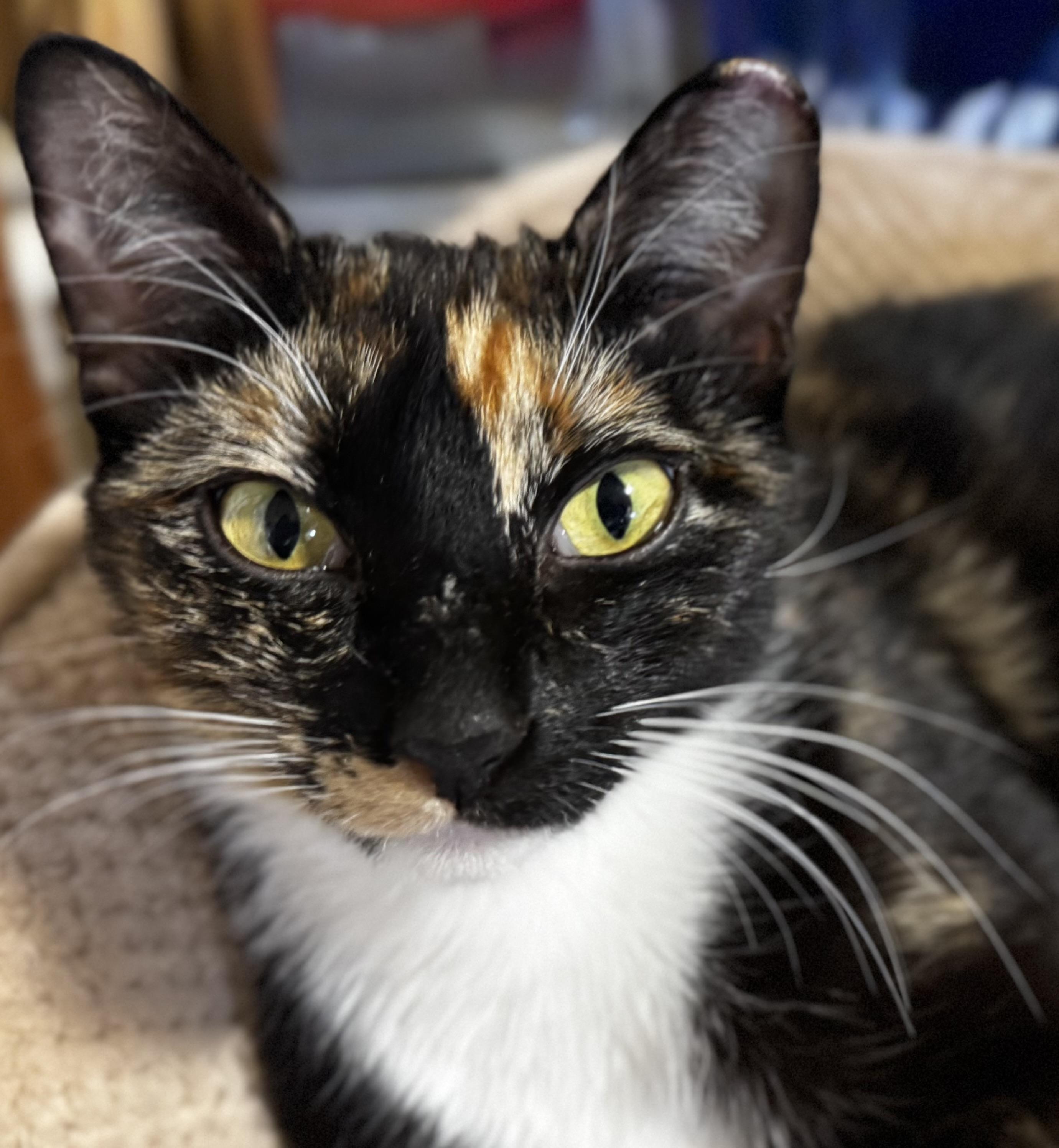 Enlarge Plum (confident - loving - affectionate), a Adoptable mixed breed in San Jose, CA image 2/3