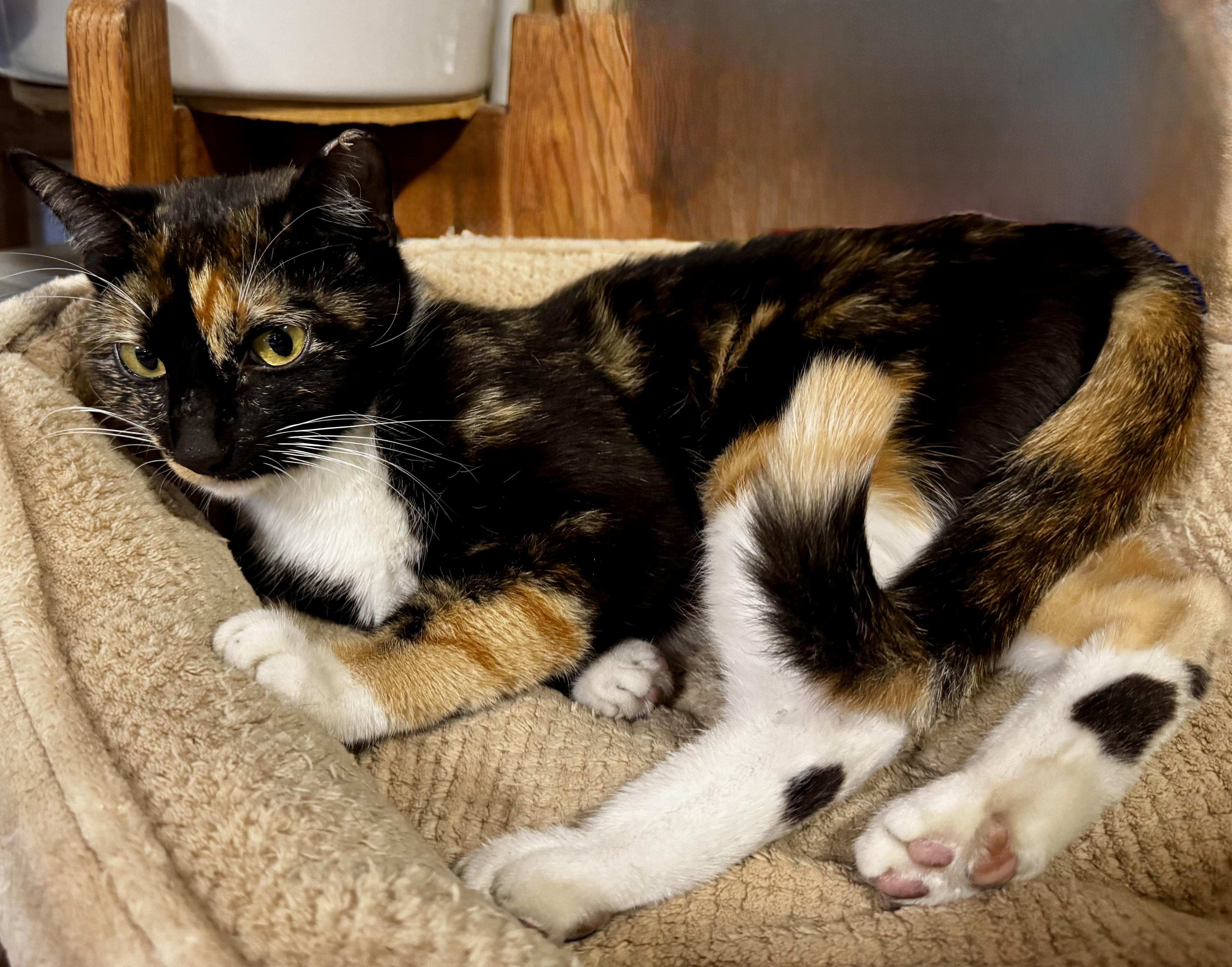 Enlarge Plum (confident - loving - affectionate), a Adoptable mixed breed in San Jose, CA image 3/3